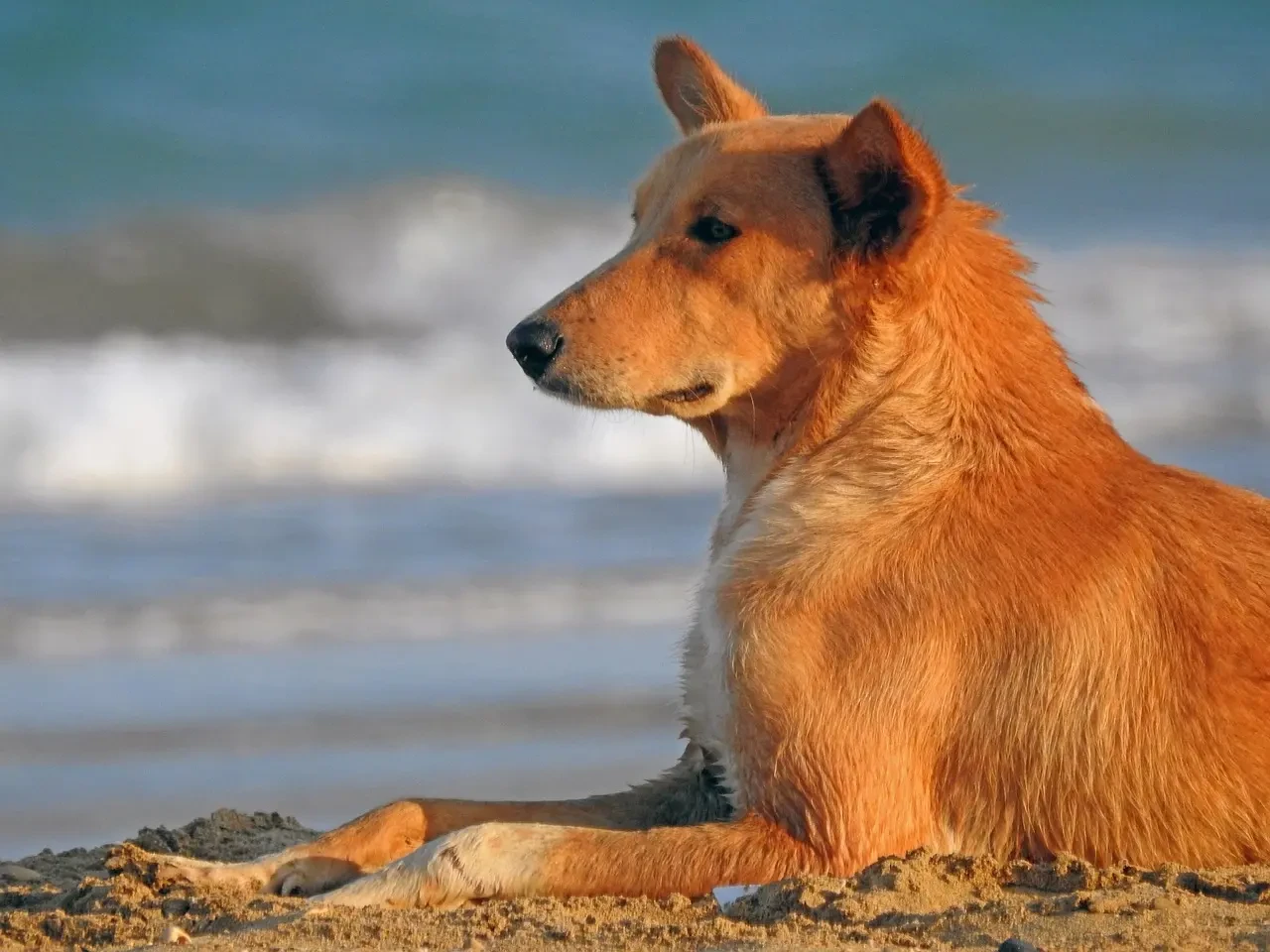 “Sıcak Çarpması Ölümcül Olabilir!”  Köpekleri Serinletirken En Çok Yapılan 5 Hata! 40 Derecede Köpek Sahiplerinin Bilmesi Gerekenler!