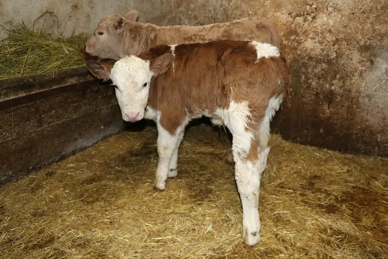 Yetiştiricilere Müjde: 2025 Buzağı Desteği Başvuruları Başladı