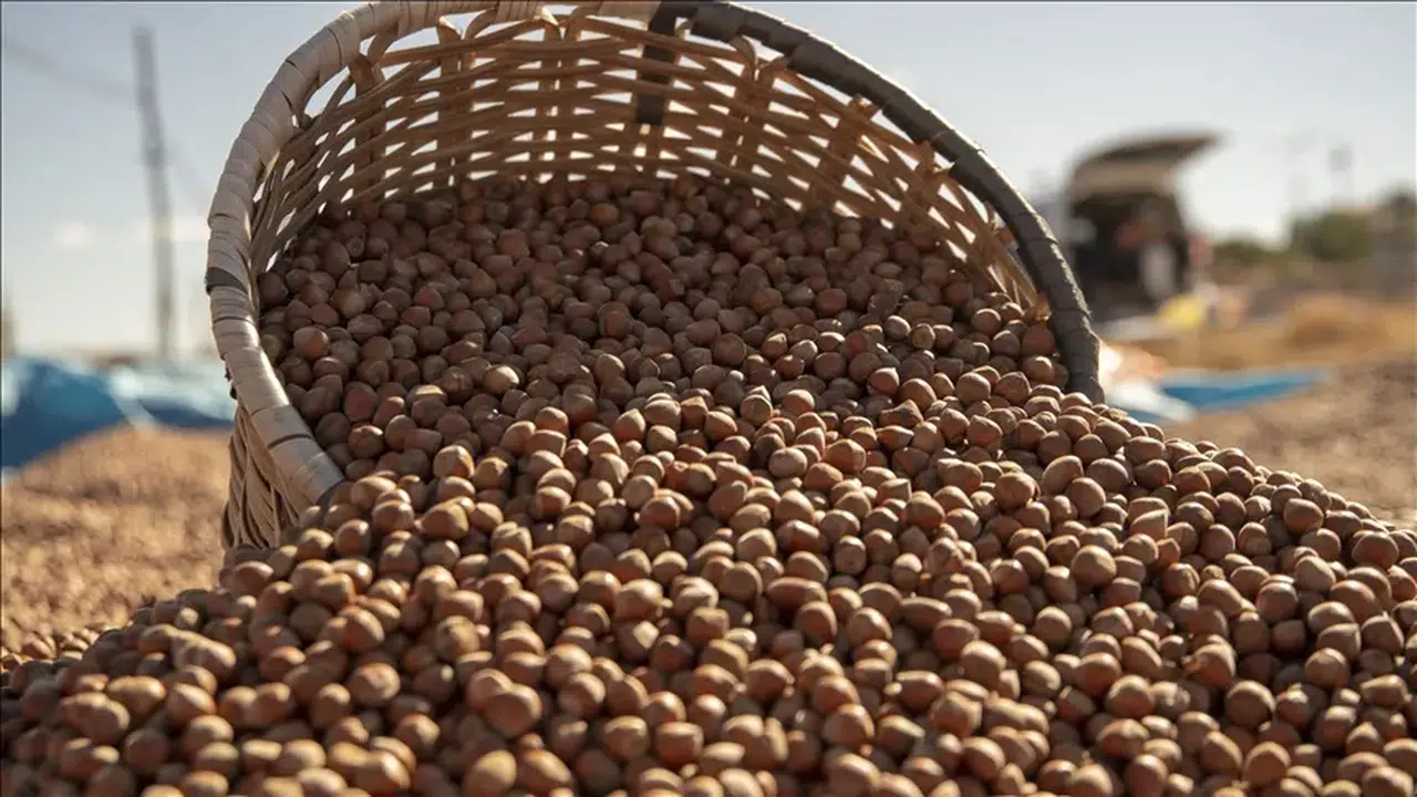 2025 Fındık Sezonu Hareketli Başladı: Serbest Piyasada Güncel Fiyatlar
