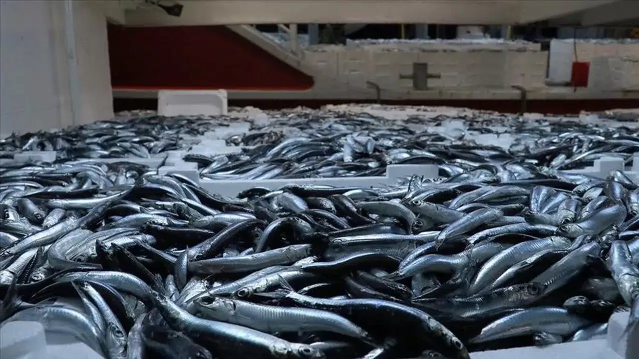 Karadeniz’de Yeni Sezon Balıkları Belli Oldu: Hamsi Fiyatı Dikkat Çekti