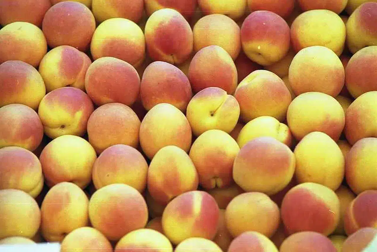 Türkiye'nin Kayısıları Dünyanın Zirvesinde: En İyi Kayısılar Listesinde Yerimiz Ne Kadar Üst Sıralarda?