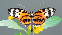Heliconius kelebeklerinde uzun ömrün genetik sırrı çözüldü