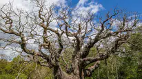 Sherwood Ormanının kadim simgesi Major Oak yaşama veda etti
