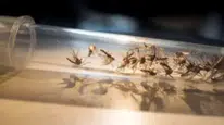 Bilim dünyası sivrisineklerin kurbanlarını nasıl seçtiğini çözdü