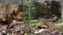 İstanbul’da 22 Bin Fidan Doğa ile Buluştu!