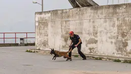 Barınaktan Kurtarılan Köpek, Enkaz Arama Uzmanı Olmak İçin Eğitim Alıyor