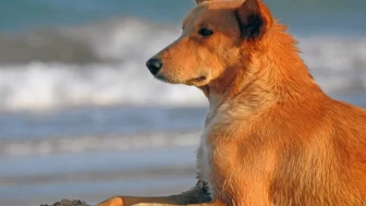 “Sıcak Çarpması Ölümcül Olabilir!”  Köpekleri Serinletirken En Çok Yapılan 5 Hata! 40 Derecede Köpek Sahiplerinin Bilmesi Gerekenler!