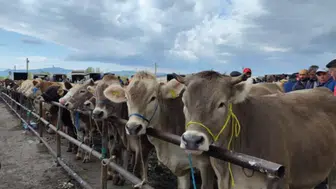 Hayvan Satış Yerleri Kapanmıştı. Peki Ne Zaman Açılacaklar?
