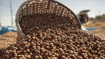 2025 Fındık Sezonu Hareketli Başladı: Serbest Piyasada Güncel Fiyatlar