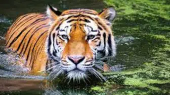 Kedigiller Ailesinin En Büyüğü Kim? Aslan mı, Yoksa Kaplan mı? İşte Cevabı!