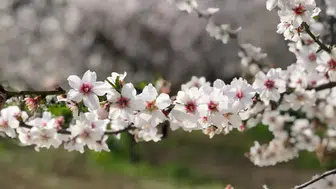 Cemreler ne zaman düşecek 1 cemre düşme tarihi ne zaman?