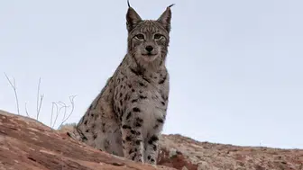 Vaşak'ın nesli tükeniyor mu? Vaşak insana saldırır mı?