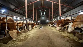 Devlet Destekleriyle Tarım Sektörüne Güç Katılıyor: Ahır, Makine ve Ekipman Desteği Başladı!