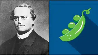 Mendel Neden Bezelye Kullandı? Mendel Bezelyeleri Nasıl Çaprazladı?