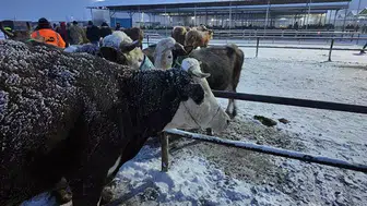 Kış Koşulları Türkiye'nin En Büyük Hayvan Pazarında Kriz Yarattı