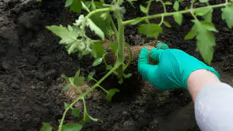 Gübre Fiyatlarındaki Son Durum: DAP ve Üre 2026’da Ne Kadar?