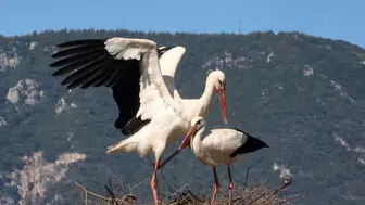 Leylekler Kaç Yıl Yaşar? Leyleğin Ömrü Ne Kadardır? Yaren Leylek Kaç Yaşında?