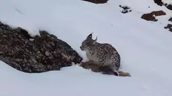 Vaşak Doğada Avlanırken Kameralara Yakalandı