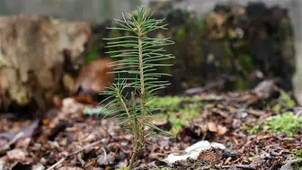 İstanbul’da 22 Bin Fidan Doğa ile Buluştu!