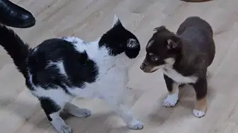 Başkanlık Ofisi, Mia ve Fındık’a Ev Sahipliği Yapıyor!