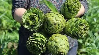 İzmir, Türkiye'nin Enginar Üretiminde Lider: Ülke Toplamının Yüzde 27'si Buradan Sağlanıyor!