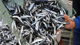 Zonguldak’ta İstavrit Avı Patladı, Fiyatlar Etkilenmedi!