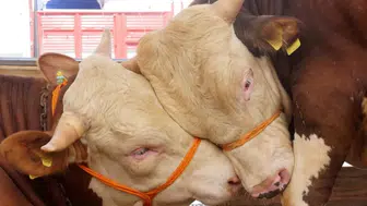 2026 Kurbanlık Fiyatları Açıklandı: Büyükbaş ve Küçükbaş Hayvanların Başlangıç Fiyatları Ne Kadar?