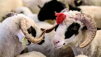 Kurban Bayramı Arefesi ve Tatil Tarihleri Belli Oldu! İşte Detaylar