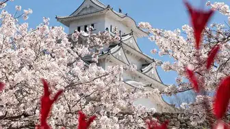 2026'da Japonya'da Kiraz Çiçeği Festivali'nin Tarihleri Açıklandı!