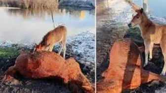 Kura Nehri Kenarında Duygusal Anlar: İnsanlık İçin Bir Vefa Mesajı mı?