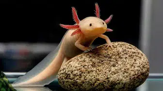 Bilim Dünyasında Çığır Açan Keşif: Aksolotlların Gizemi Ortaya Çıktı, İnsanlarda Uzuv Yenileme Hayali Gerçekleşebilir mi?