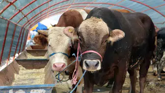 Kurban Satış Alanı İçin Yakacık’ta Başvuru Süreci Başladı!