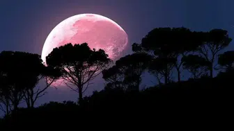 2026 Pembe Dolunay'ı Ne Zaman ve Nerede İzlenebilecek? Türkiye Görüş Açısı ile Detaylar!