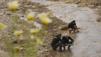 Altın avcılarının yeni rotası Aydın: Akarsularda büyük heyecan