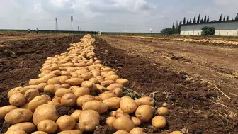 Mutfakların vazgeçilmezi el yakıyor: Patates fiyatlarında rekor sıçrama