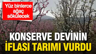 Dev konserve markasının çöküşü bahçeleri ateşe attı: 420 bin ağaç topraktan koparılıyor