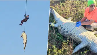 Nehirden helikopterle çekilen dev sürüngenden acı gerçek çıktı: Midesinden kayıp iş insanı çıktı