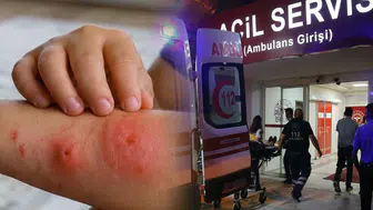 Asya Kaplan Sivrisineği Tehdidi ve Çocuklarda İltihap Riski