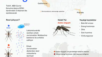 Sivrisinek kabusuna teknolojik çözüm: Google'dan milyonlarca "kısır" operasyon