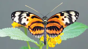 Heliconius kelebeklerinde uzun ömrün genetik sırrı çözüldü