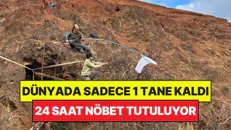 Yok oluşun eşiğindeki endemik ağaca laboratuvar umudu
