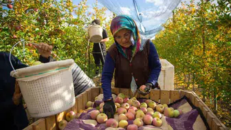 Tarım ürünlerinde üretici ve market fiyatları arasındaki uçurum büyüyor
