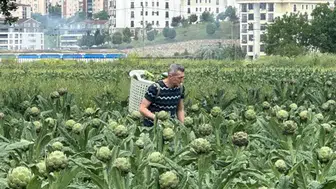 Bursa Hasanağa enginarı betonlaşma kıskacında eriyor