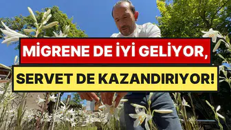 Tokat tarımında yeni dönem akzambak bitkisiyle başladı
