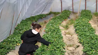 Bilecik tarımında hibe desteğiyle gelen başarı hikayesi