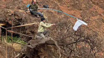 Nesli tükenmek üzere olan ağaç papatyası için küresel seferberlik