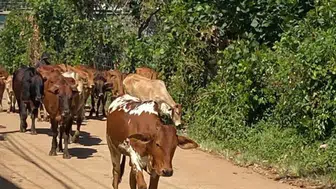 Bölgede hayvan hastalıkları için yeni alarm dönemi