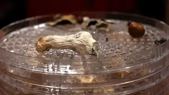 Psilosibin bazlı tedavi Alzheimer hastasında şaşırtıcı iyileşme sağladı