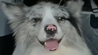 Sosyal medya fenomeni köpeğin çalınması sonrası trajik son