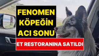 Sosyal Medya Fenomeni Köpeğin İzini Et Restoranında Buldular